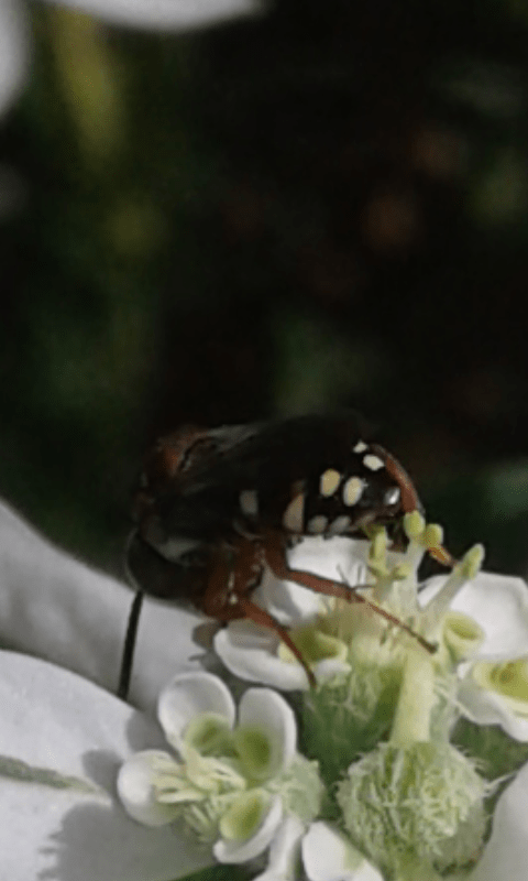 Apidae : Epeolus sp.?